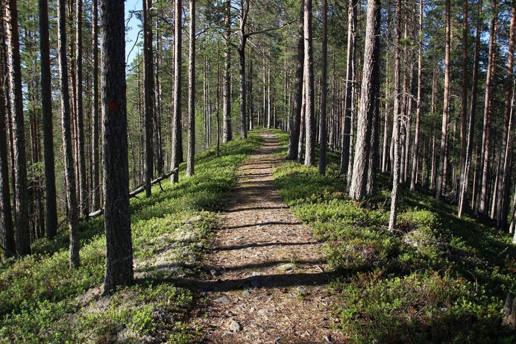 metsä